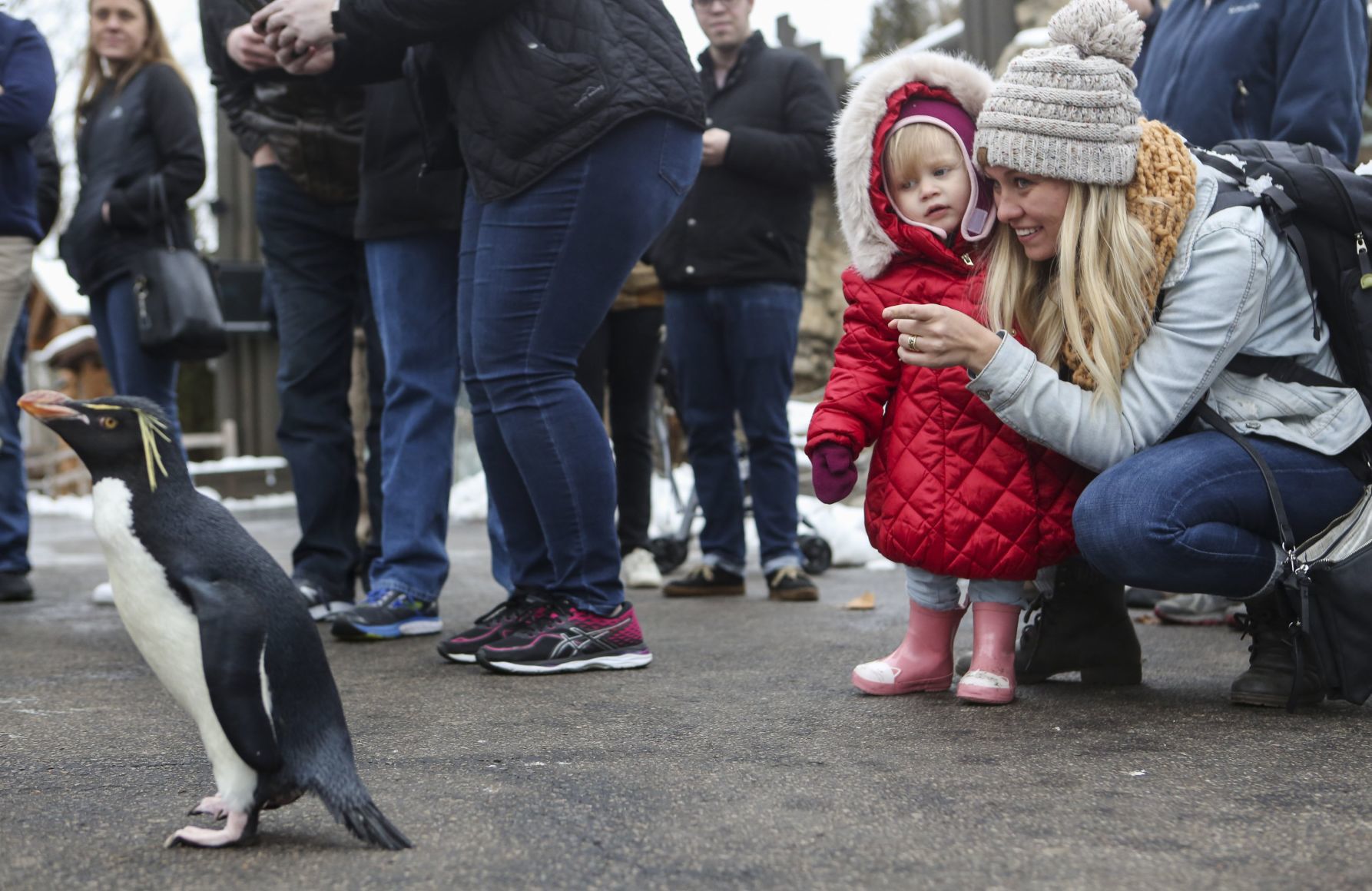 Penguin Pandemonium